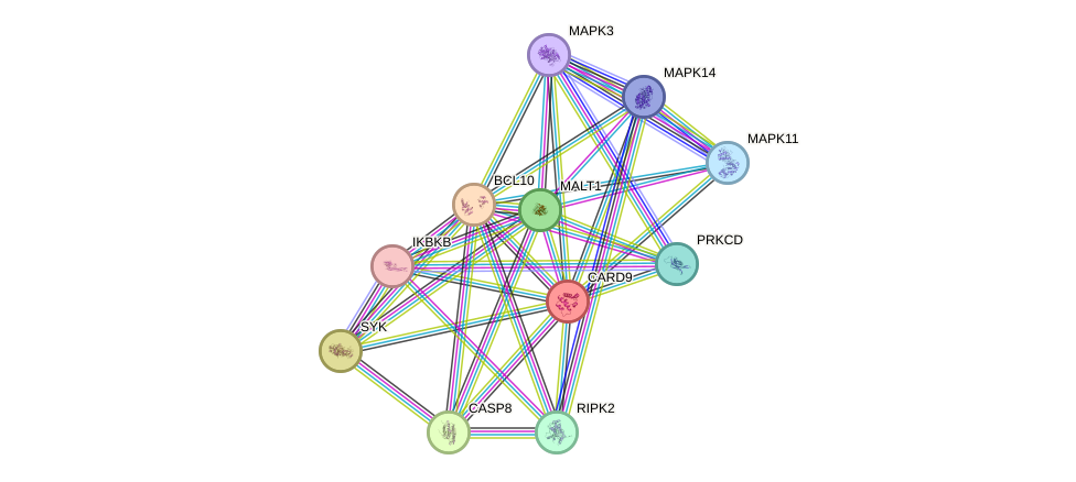 STRING protein interaction network