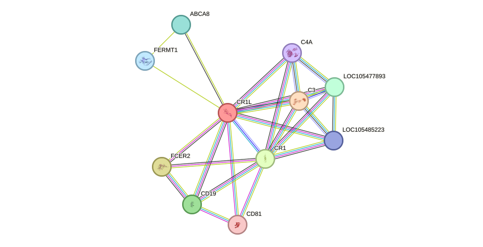 STRING protein interaction network