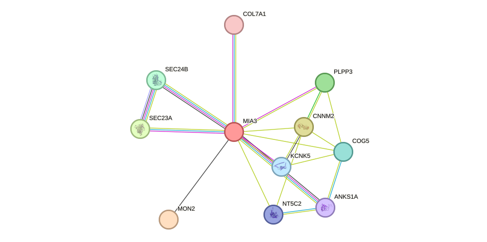 STRING protein interaction network