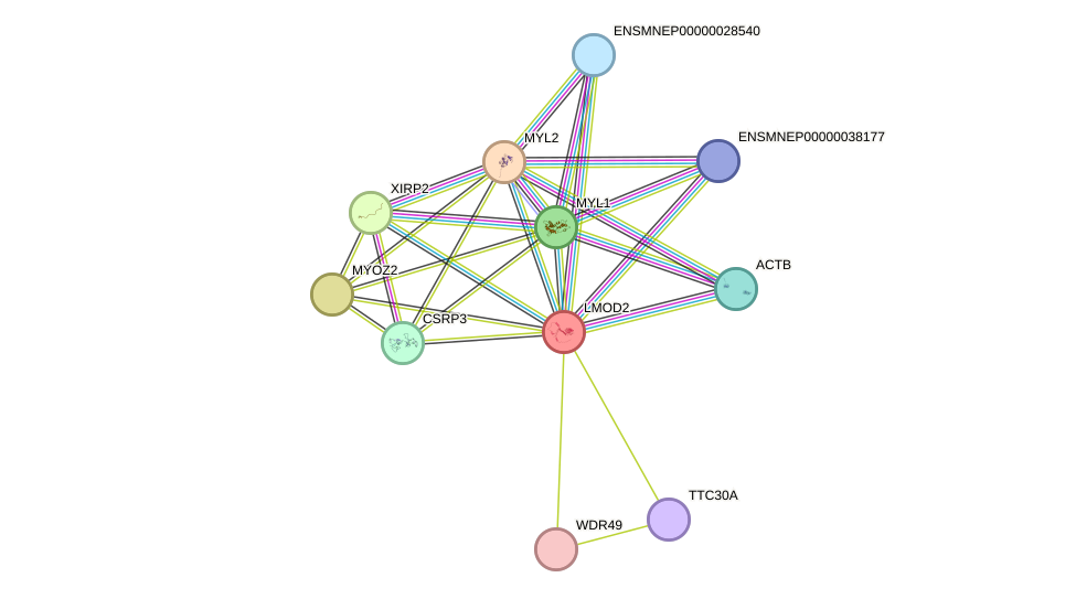 STRING protein interaction network