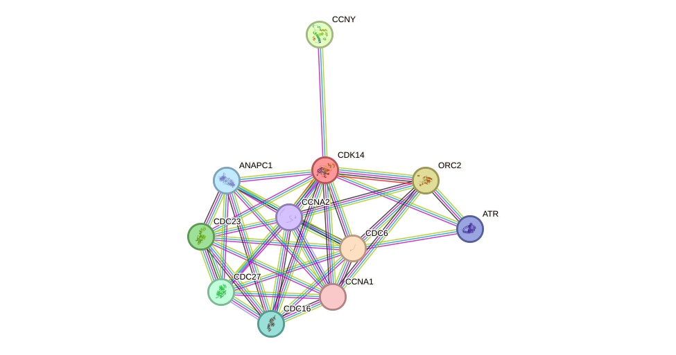 STRING protein interaction network