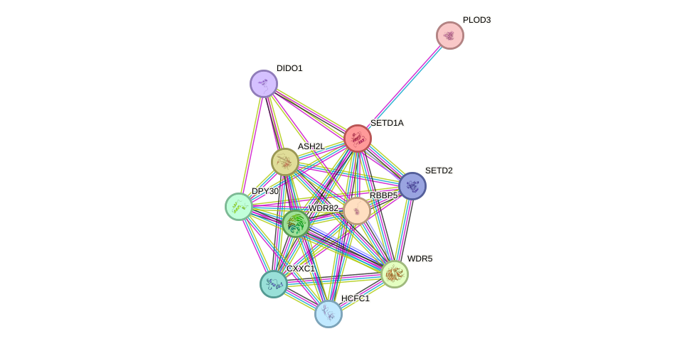 STRING protein interaction network