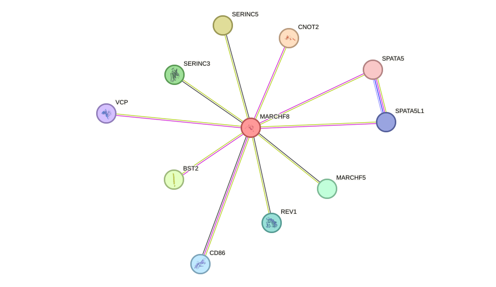 STRING protein interaction network