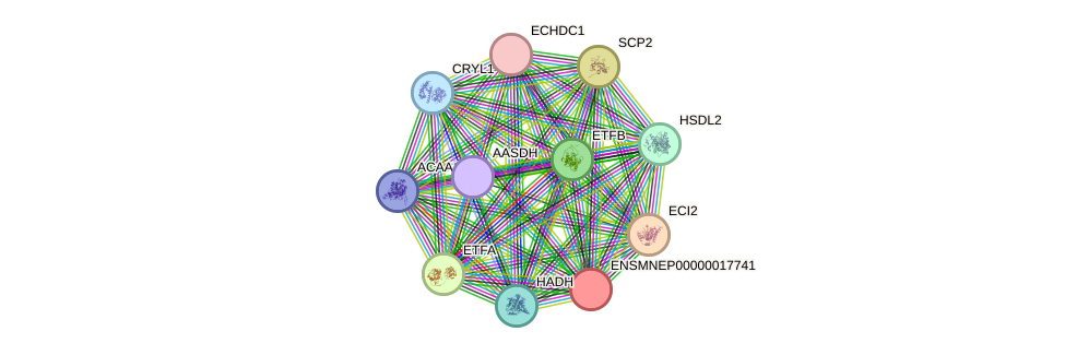 STRING protein interaction network