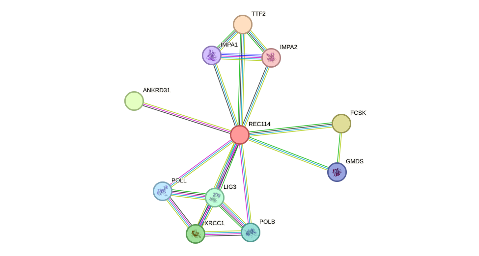 STRING protein interaction network