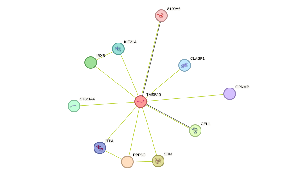 STRING protein interaction network