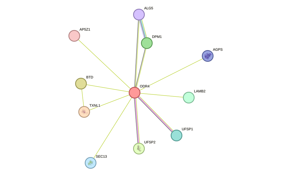 STRING protein interaction network