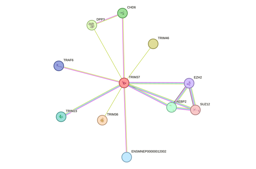 STRING protein interaction network