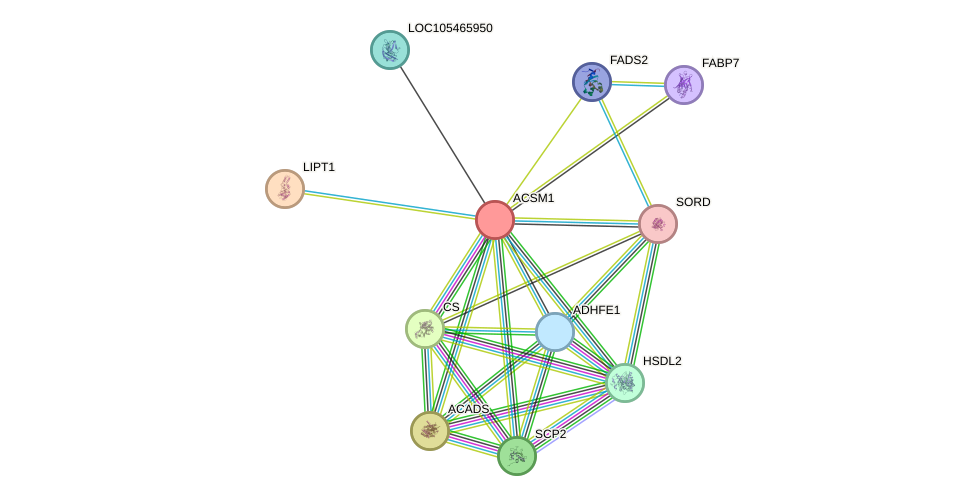 STRING protein interaction network