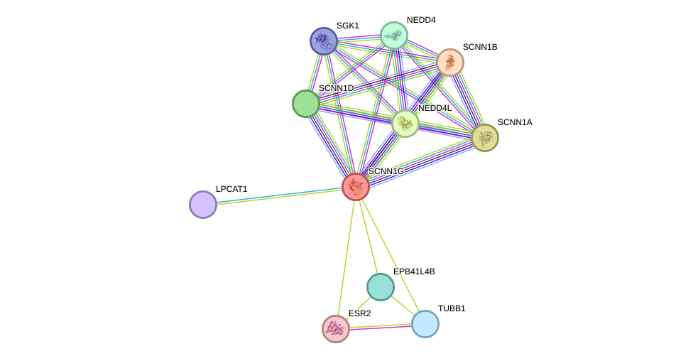 STRING protein interaction network