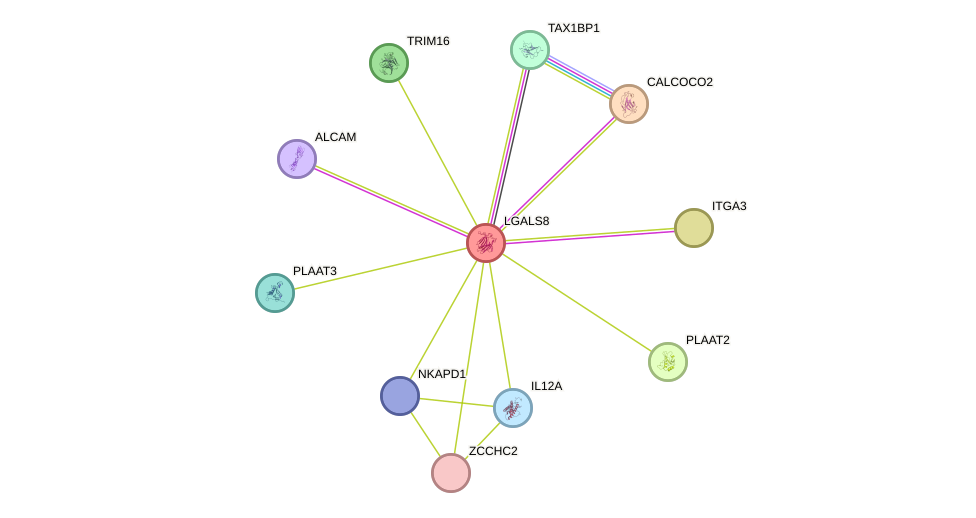 STRING protein interaction network