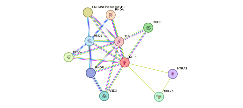 STRING protein interaction network