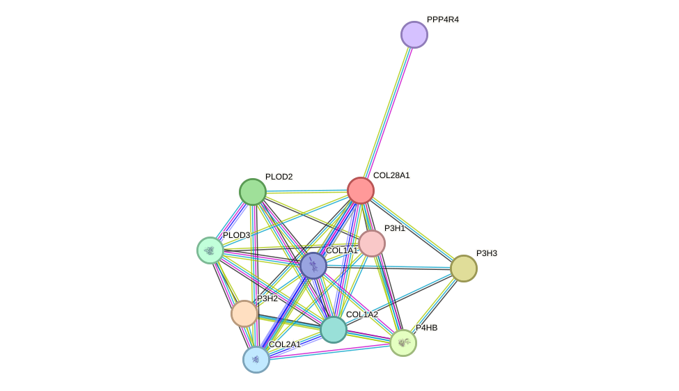 STRING protein interaction network