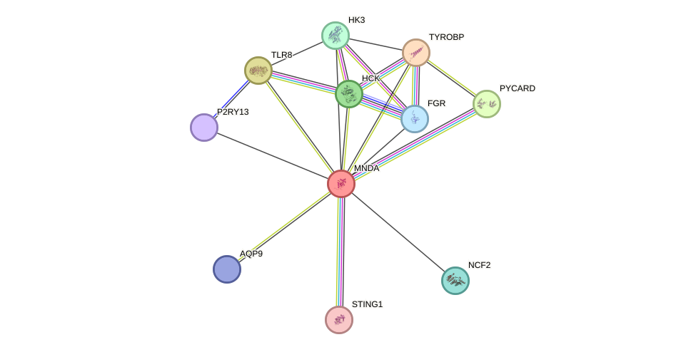 STRING protein interaction network