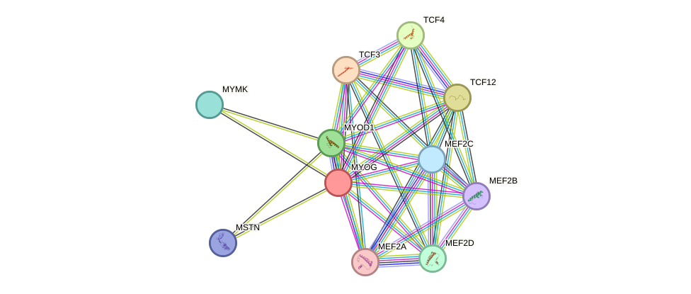 STRING protein interaction network