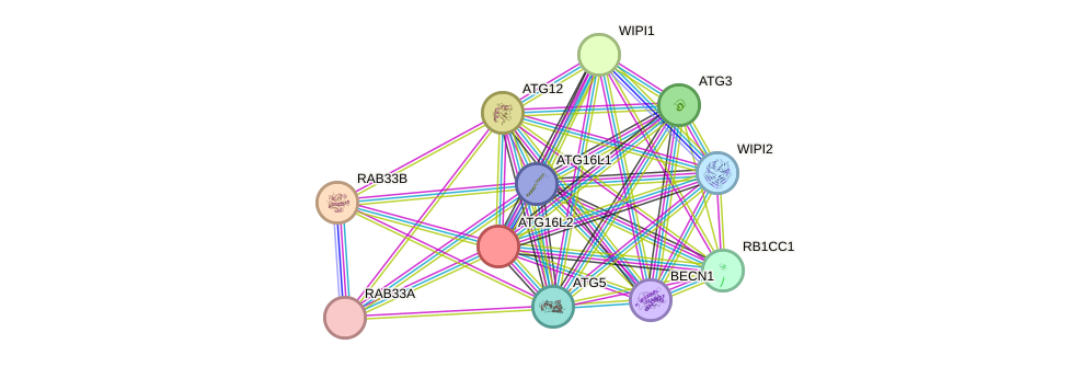 STRING protein interaction network