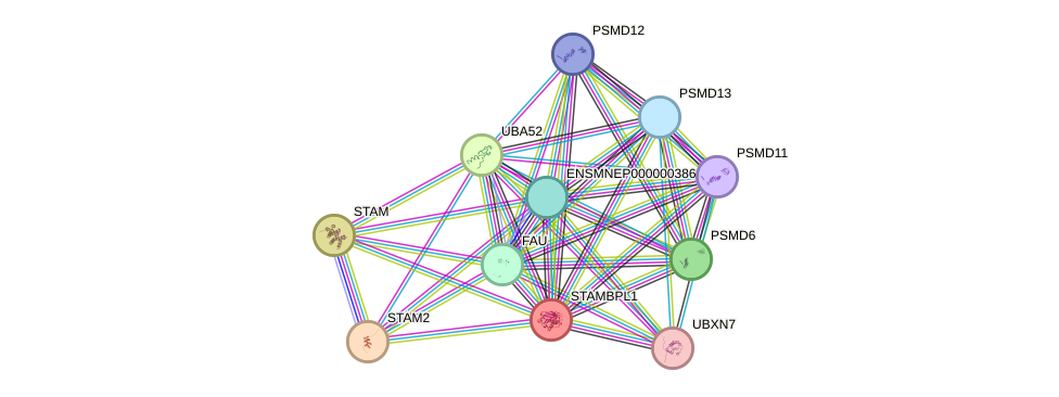 STRING protein interaction network