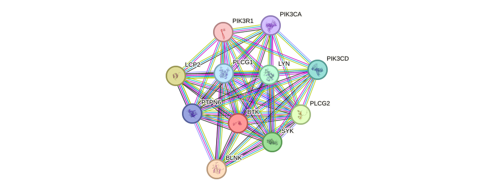 STRING protein interaction network