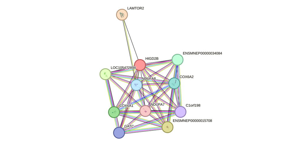 STRING protein interaction network