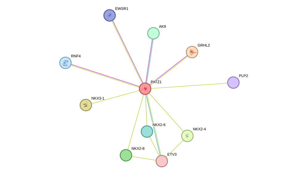 STRING protein interaction network