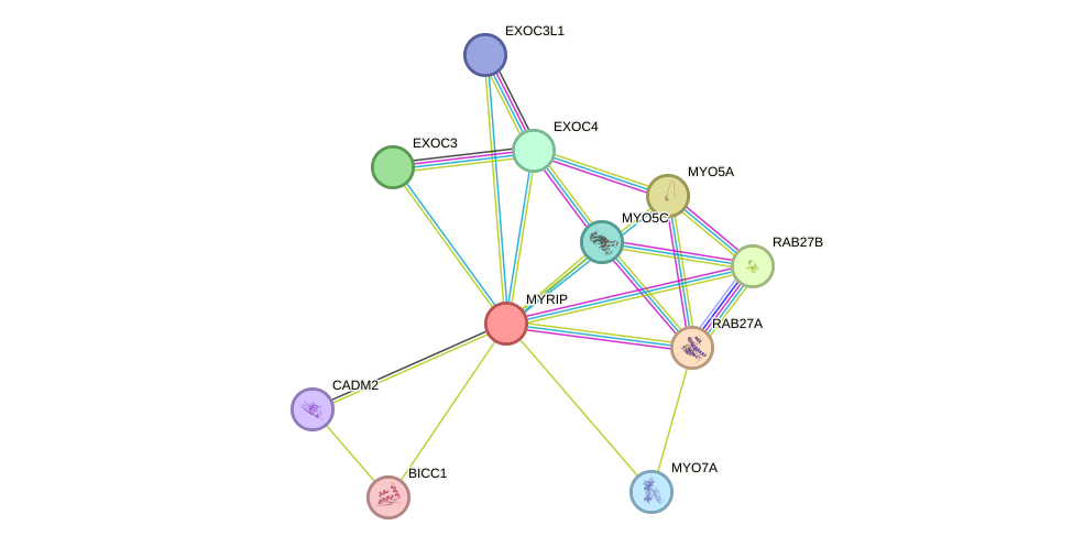 STRING protein interaction network