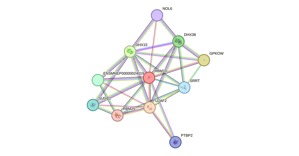 STRING protein interaction network