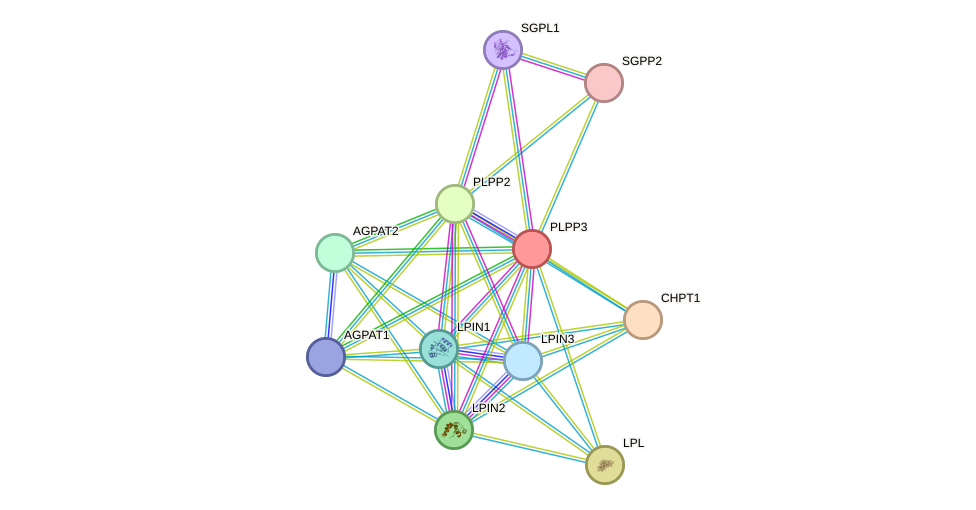 STRING protein interaction network