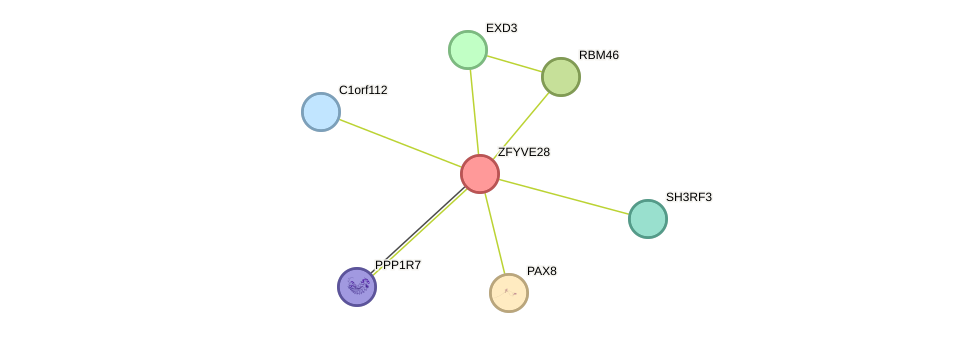 STRING protein interaction network