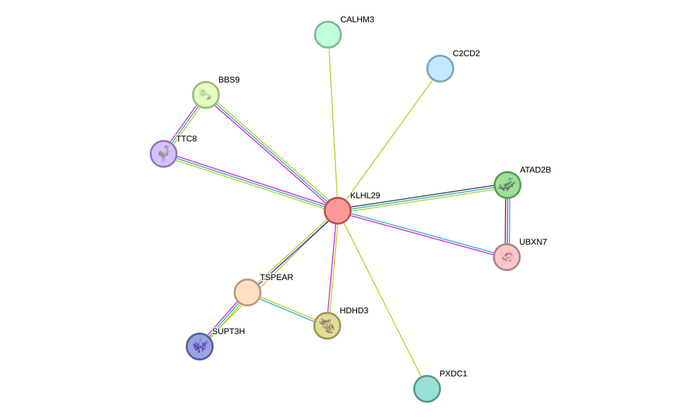 STRING protein interaction network