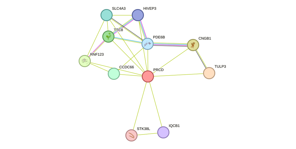 STRING protein interaction network