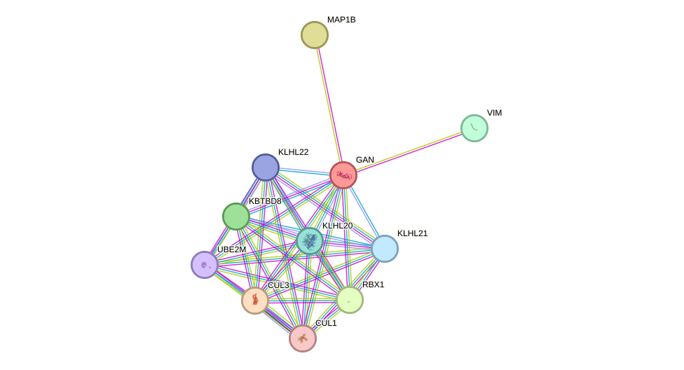 STRING protein interaction network