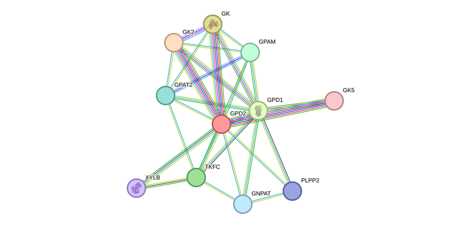 STRING protein interaction network