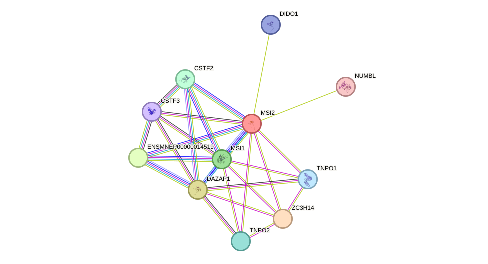 STRING protein interaction network