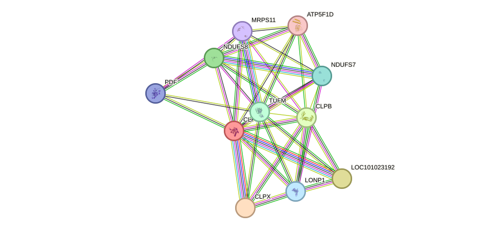 STRING protein interaction network