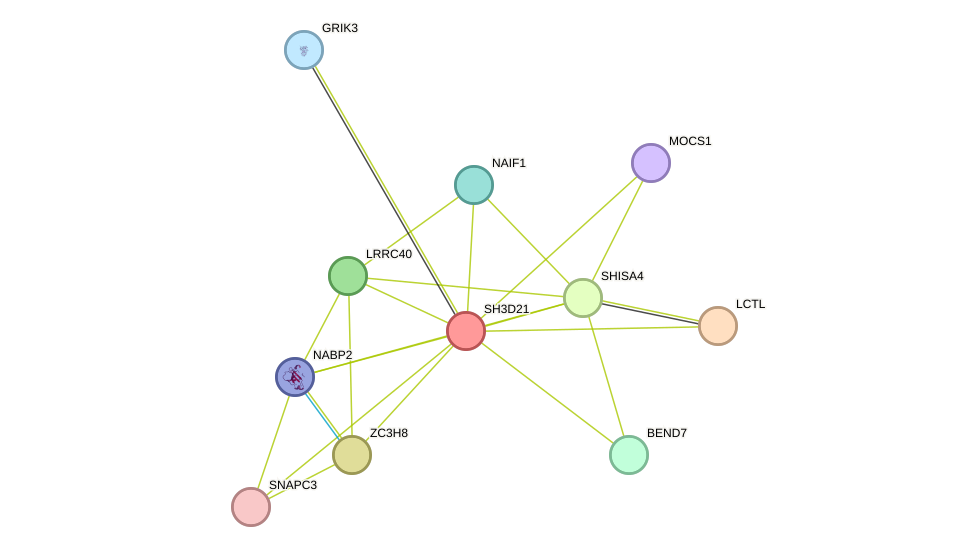 STRING protein interaction network