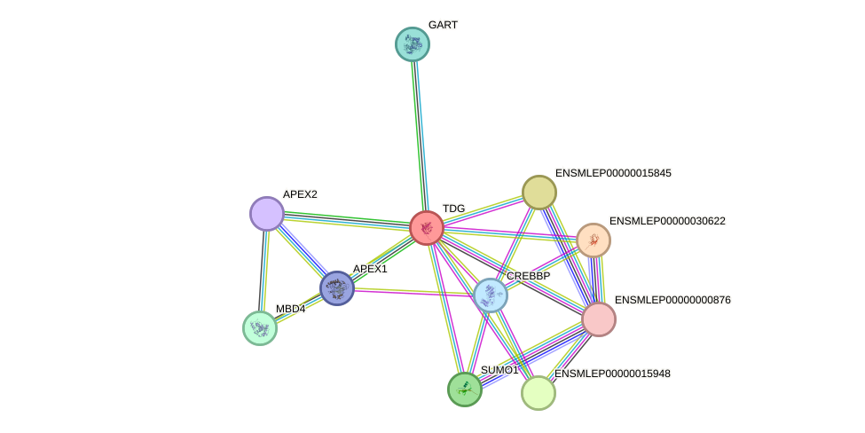 STRING protein interaction network