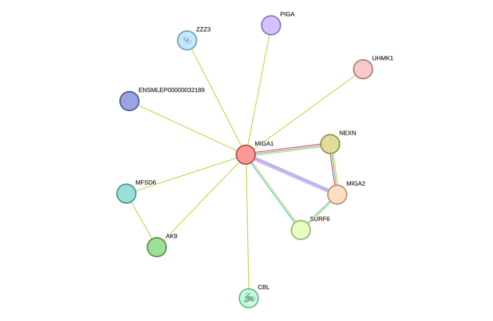 STRING protein interaction network