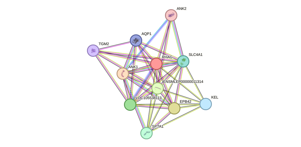 STRING protein interaction network