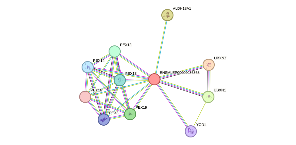 STRING protein interaction network