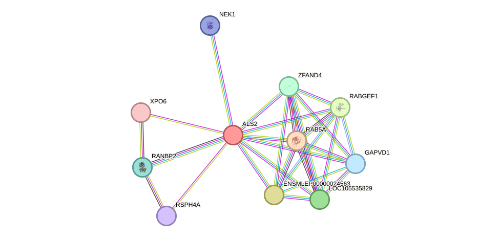 STRING protein interaction network