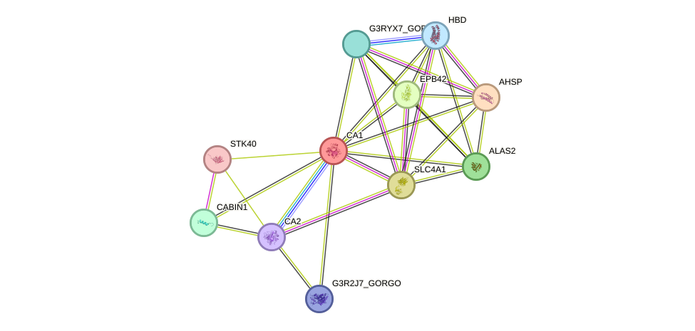 STRING protein interaction network