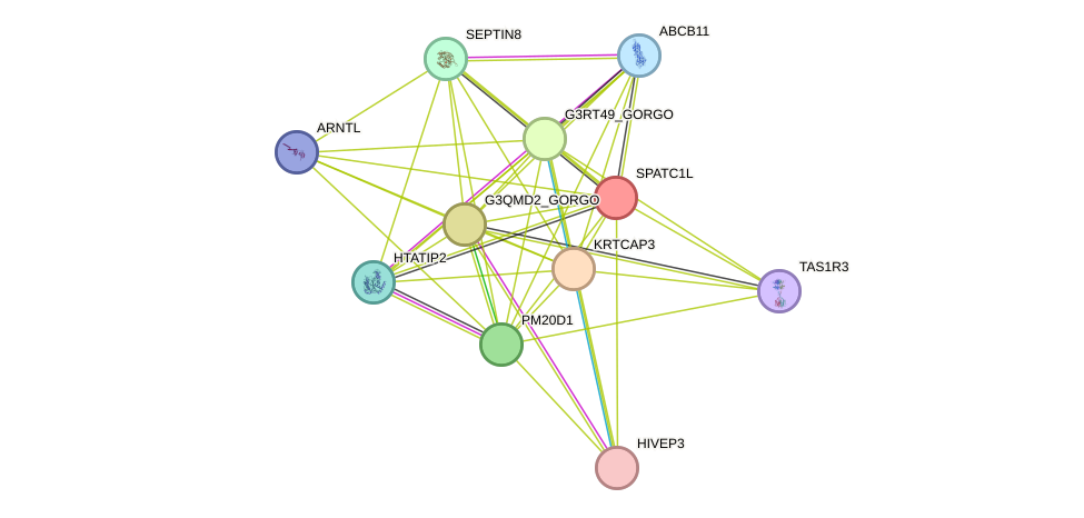 STRING protein interaction network