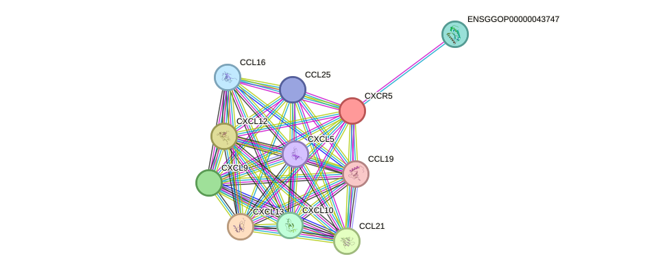 STRING protein interaction network