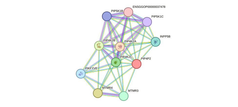 STRING protein interaction network