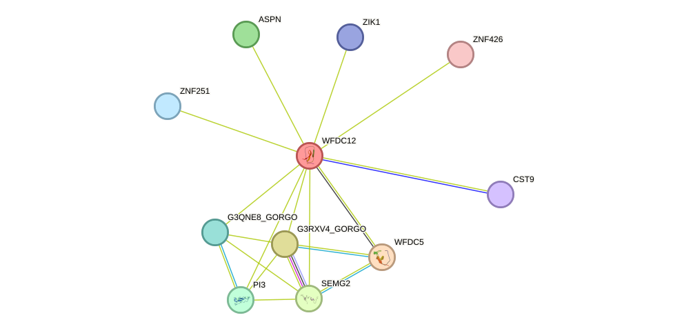 STRING protein interaction network