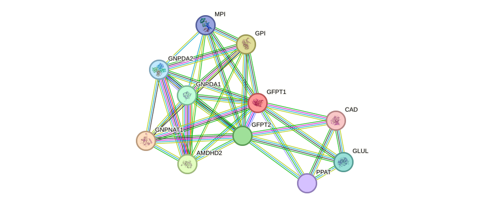 STRING protein interaction network