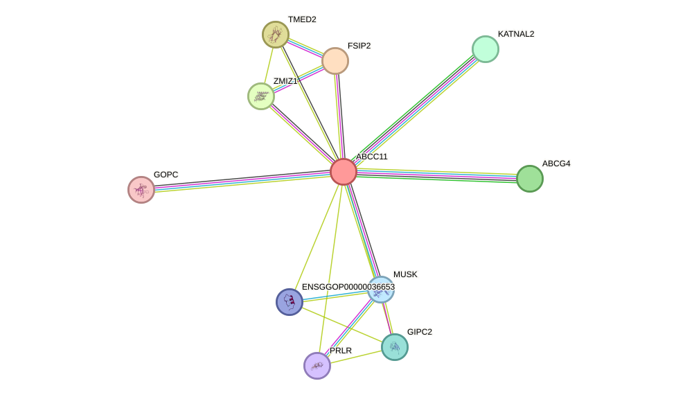 STRING protein interaction network