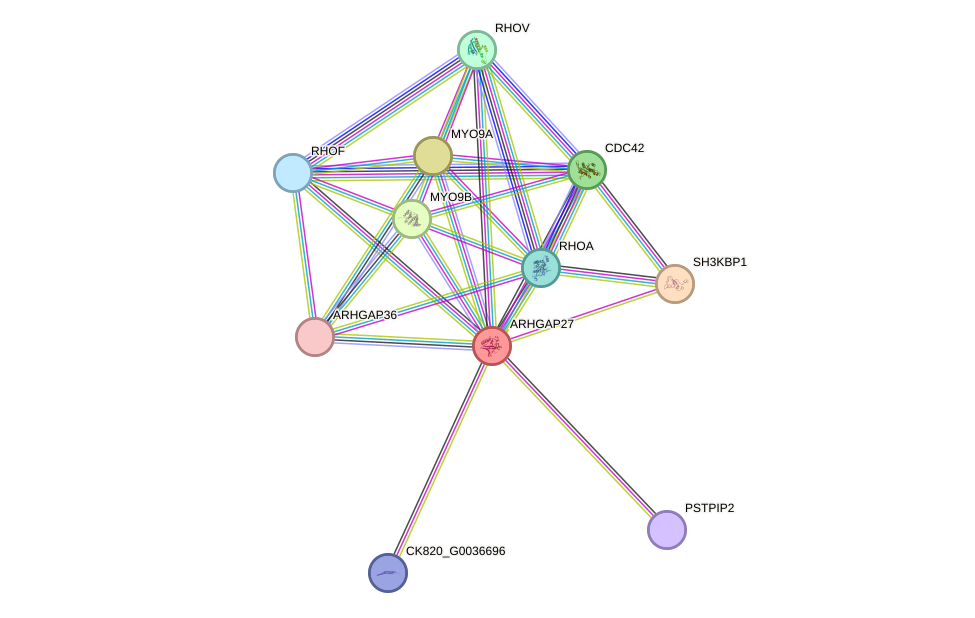 STRING protein interaction network