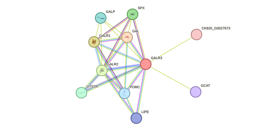 STRING protein interaction network