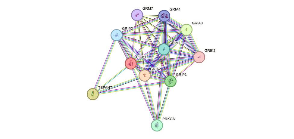 STRING protein interaction network